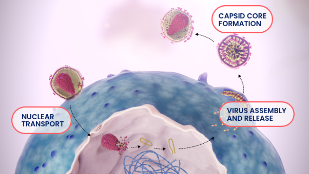 HIV-1 viral replication image. 