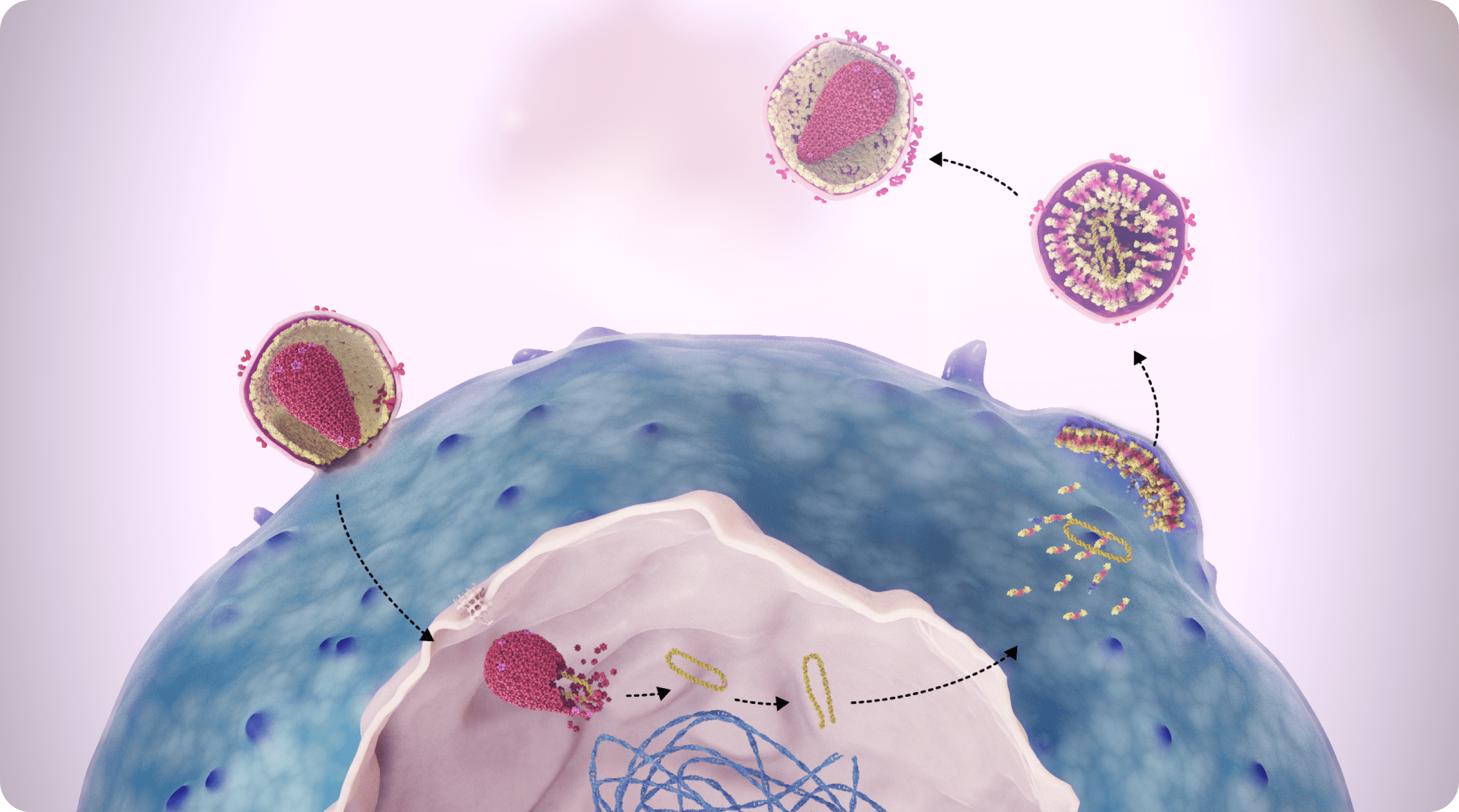 HIV-1 viral replication image. 